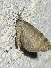 Hydriomena nubilofasciata