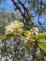 Parsonsia brisbanensis