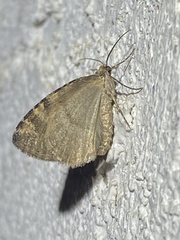 Hydriomena nubilofasciata