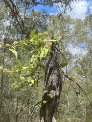 Parsonsia brisbanensis