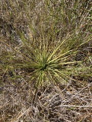 Aciphylla subflabellata