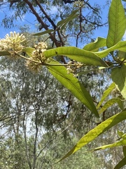 Parsonsia brisbanensis