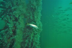 Trachurus novaezelandiae