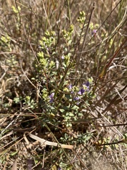 Veronica pimeleoides pimeleoides