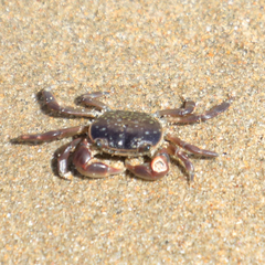 Cyclograpsus punctatus