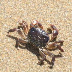 Cyclograpsus punctatus