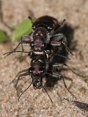 Cicindela scutellaris lecontei
