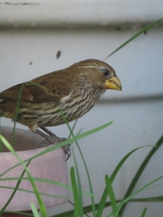 Amblyospiza albifrons