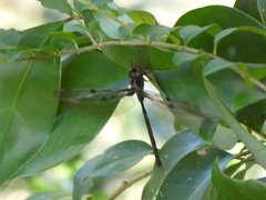 Telephlebia godeffroyi