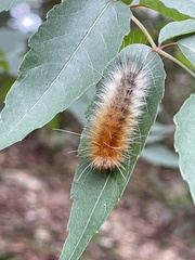 Spilarctia subcarnea