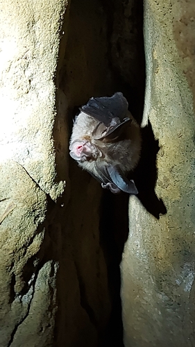 Big-eared Horseshoe Bat