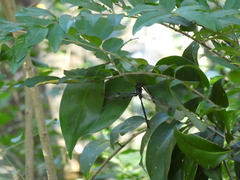 Telephlebia godeffroyi