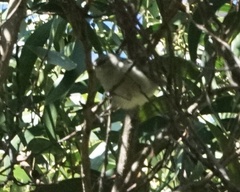 Chlorodrepanis virens