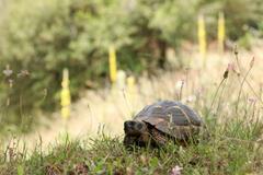Testudo hermanni boettgeri