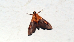 Agrotera ignepicta