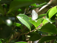 Eirmocides absimilis