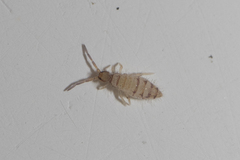 Collembola