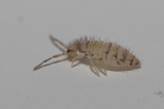 Collembola