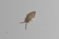 Collembola