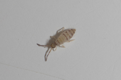 Collembola
