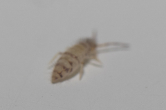 Collembola