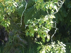 Cheirodendron trigynum