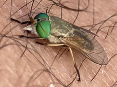 Tabanus nigrovittatus