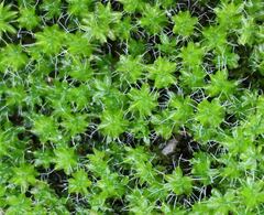 Syntrichia montana