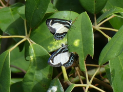 Psychonotis caelius