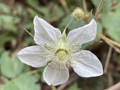 Rubus croceacanthus