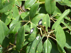 Psychonotis caelius