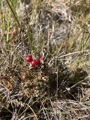 Acrothamnus colensoi