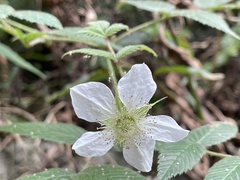 Rubus croceacanthus