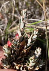 Acrothamnus colensoi