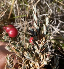 Acrothamnus colensoi