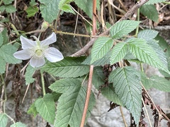 Rubus croceacanthus