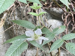 Rubus croceacanthus