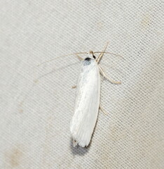 Xyloryctidae