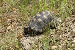 Testudo marginata