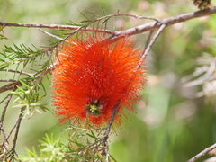Melaleuca lateritia
