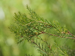 Melaleuca lateritia