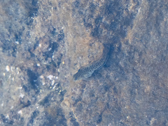 Parablennius parvicornis