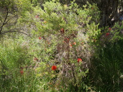 Melaleuca lateritia