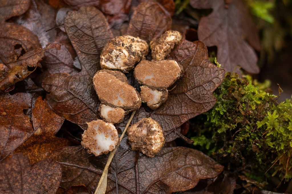 Gautieria sp. 'PNW10'