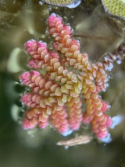Azolla pinnata