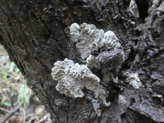 Auricularia mesenterica