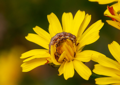 Helicoverpa armigera