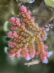 Azolla pinnata