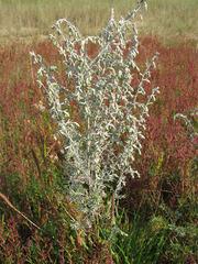 Artemisia maritima