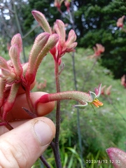 Anigozanthos